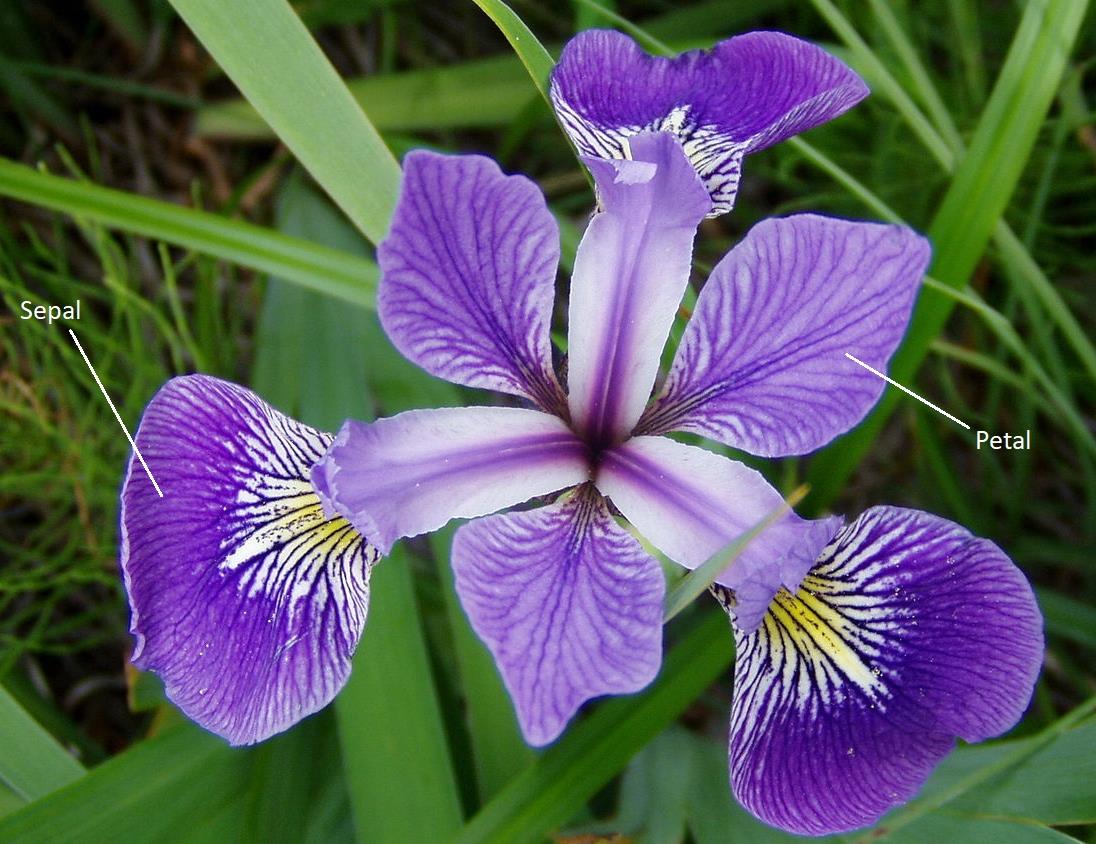 Iris Flower Sepal and Petal
